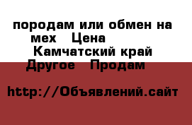 SMOK  породам или обмен на мех › Цена ­ 3 000 - Камчатский край Другое » Продам   